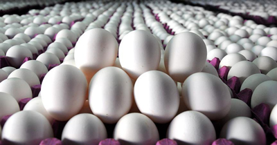 Almanya Hollanda'dan kaç adet yumurta aldı?
