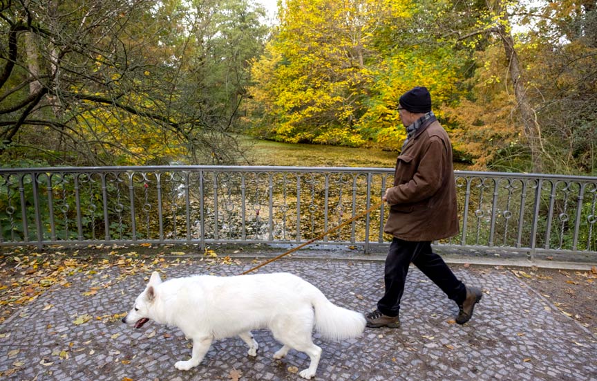Almanya'da köpek sahipleri 2025’te 429,7 milyon Euro vergi ödedi Almanya'da köpek sahipleri 2025’te 429,7 milyon Euro vergi ödedi