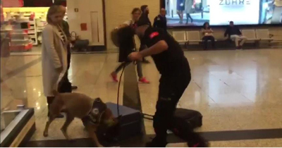 Almanya'dan gelen yolcularin valizlerine köpekli arama Almanya'dan gelen yolcularin valizlerine köpekli arama
