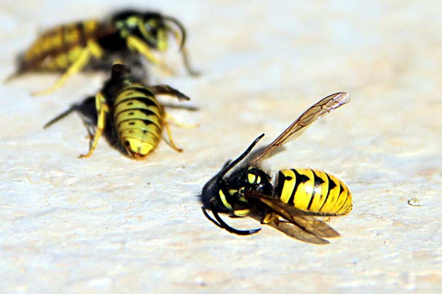 Arı sokmasına karşı alınaacak önlemler bu haberde