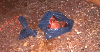 Schwelm‘de cami inşaatına domuz kafası bırakıldı Schwelm‘de cami inşaatına domuz kafası bırakıldı