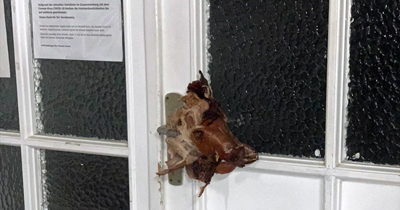 Stuttgart yakınlarında bir cami kapısına domuz kafası asıldı Stuttgart yakınlarında bir cami kapısına domuz kafası asıldı