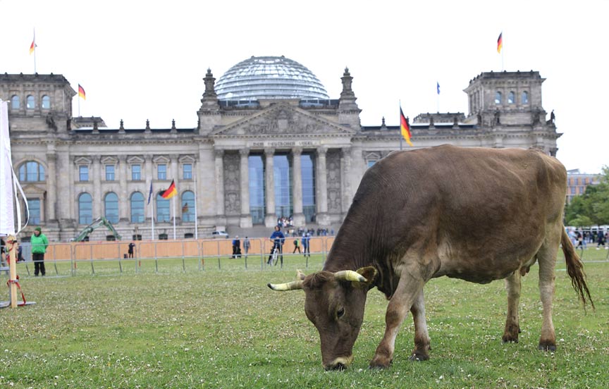 Almanya'da çevreciler ineklerini Bundestag bahçesinde otlattı Almanya'da çevreciler ineklerini Bundestag bahçesinde otlattı
