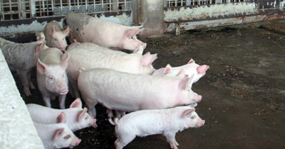 Almanya'da domuz etlerinde hepatit E virüsü bulundu Almanya'da domuz etlerinde hepatit E virüsü bulundu