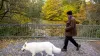 Almanya'da köpek sahipleri 2025’te 429,7 milyon Euro vergi ödedi