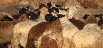 Almanya'da Kurban Bayrami hazirliklari