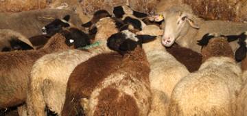 Almanya'da Kurban Bayrami hazirliklari