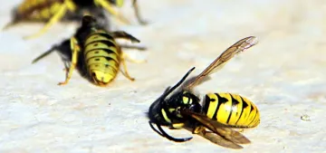 Arı sokmasına karşı alınaacak önlemler bu haberde