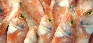 Somondaki omega 3 miktarında azalma