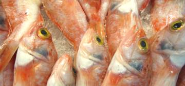Omega-3 çocuklarda zeka gelişiminde çok etkili