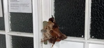 Stuttgart yakınlarında bir cami kapısına domuz kafası asıldı Stuttgart yakınlarında bir cami kapısına domuz kafası asıldı