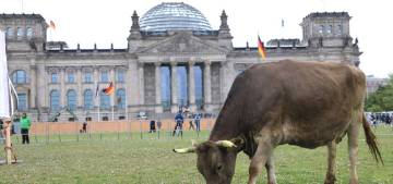 Almanya'da çevreciler ineklerini Bundestag bahçesinde otlattı