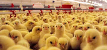 Almanya erkek civcivlerin itlafı yasaklanıyor Almanya erkek civcivlerin itlafı yasaklanıyor