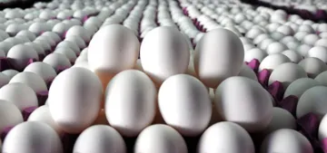 Almanya Hollanda'dan kaç adet yumurta aldı? Almanya Hollanda'dan kaç adet yumurta aldı?