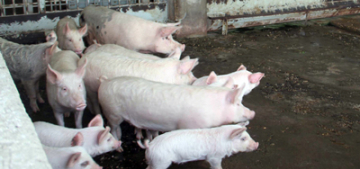 Almanya'da domuz etlerinde hepatit E virüsü bulundu
