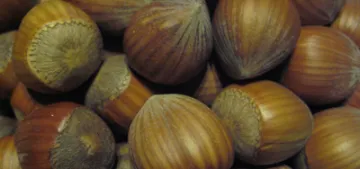 Trabzon 67 ülkeye fındık ihrac etti