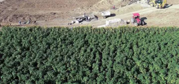 Almanya glifosat kullanımını yasaklıyor Almanya glifosat kullanımını yasaklıyor