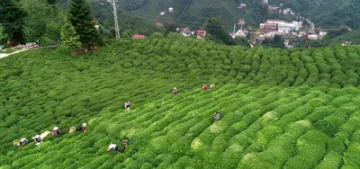 Türk çayı en çok Almanya'ya ihraç edildi