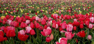 Lale tarlasına yerli ve yabancı turist akını