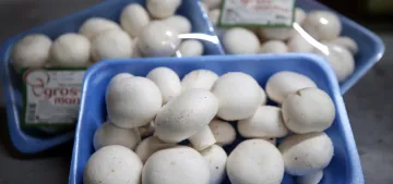 Mantar yemek prostat kanseri riskini azaltıyor