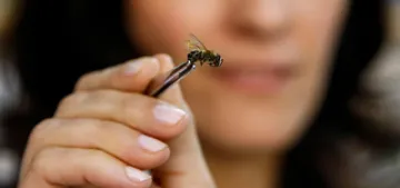 Ölmüş arılar da şifa kaynağı Ölmüş arılar da şifa kaynağı