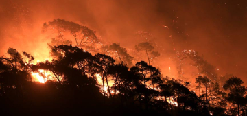 Almanya orman yangınlarının bilançosunu çıkardı