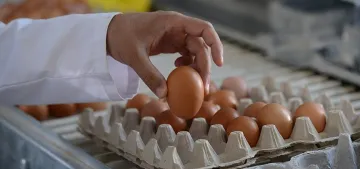 Almanya'da ilaçlı yumurta alarmı