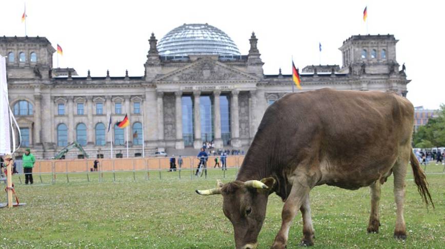 Almanya'da çevreciler ineklerini Bundestag bahçesinde otlattı